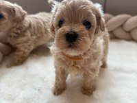 Maltipoo Yavrularımız