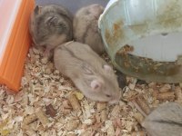Kayseri Gonzales hamster