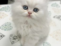 BRITISH LONGHAIR YAVRULARIM 