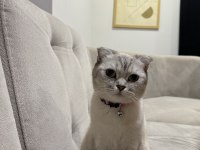 Scottish fold kızıma yuva arıyorum