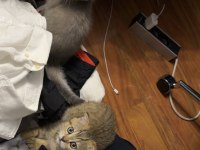 British Shorthair Sağlıklı Yavrular