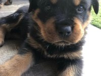 %100 Orjinal Rottweiller Yavrular Kapıda Ödeme Mevcut