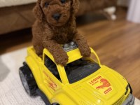 AYNI ANNEDEN 3 ERKEK YAVRU TOY POODLE