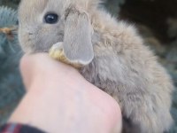 Hollanda Lop Tavşanı