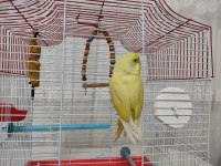 Yavru Lutino Muhabbet Kuşu