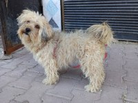 Terrier Dişi