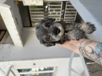 MİNYATÜR SCHNAUZER KÖPEĞİ