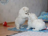 PAMUK ŞEKER TADINDA MALTESE [UYGUN]