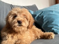 Veterinerden uygun fiyatı maltipoo