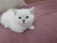 2 AYLIK BRİTİSH KEDİLER BEYAZ