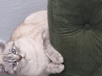 British blue point
