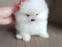Ankara İçi Pomeranian Boo Ziyarete Açık