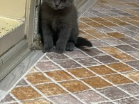 Cins Scottish Fold Yavrularım Yeni Yuvalarını Bekliyor