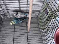 Show jumbo muhabbet kuşu çift