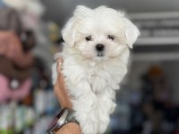 Tea Cup Kore Kan Maltese Yavrumuz