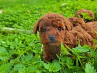 Toy poodle muhteşem bebekler