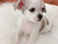 Irk Şampiyonu Babadan SAFKAN Chihuahua