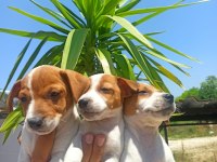 Terrier Jack Yavruları Tüm İllere Gönderim