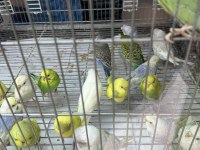 BEBEK MUHABBET KUŞU YENİ YEME DÜŞMÜŞ
