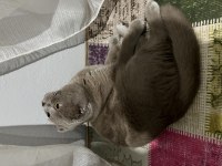 1.5 buçuk yaşında erkek scottish fold
