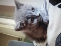 British shorthair 2 aylık
