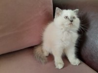 Maviş Kızım İran Kedisi