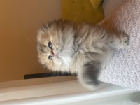 Anne baba şecereli ayı surat golden scottish fold