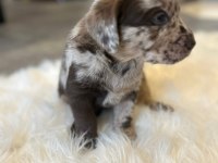 Safkan Labradoodle Yavruları