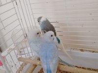 Yavru Muhabbet Kuşu