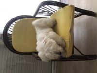 Sahibinden Aşılı Orjinal Maltese Terrier Yavrusu