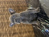 İzmirden blue french bulldog yavrusu