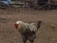 Orijinal brahma horozları