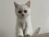 50 günlük blue point dişi british shorthair