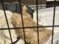 2 aylık kayıtlı poodle