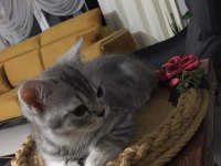 Acil Yuva British Shorthair