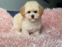 Poodle Ayarında F1 Maltipoo