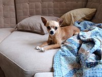A kalite chihuahua
