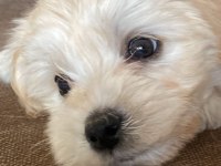 Sahibinden satılık 3 aylık maltipoo
