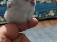 Yavru forpus papağanları