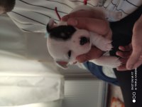 Elma kafa ve küt burun teacup chihuahua yavru