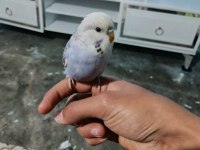 Yavru Muhabbet Kuşu