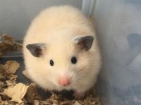 HAMSTER GONZALES YAVRULARIMIZ HERYERE GÖNDERİM