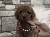 Toy Poodle Köpeği