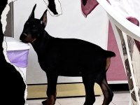 SAFKAN DOBERMAN