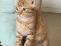 Oyuncu sağlıklı sarman