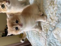 Safkan top kafa ful secereli british longhair