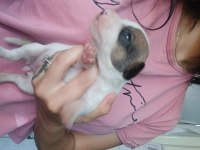 Jack russell yavrularım