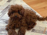 5.5 Aylık Hem Kendi Hem Huyu Güzel Bir Poodle