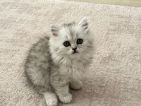 Muhteşem chinchilla bebeklerim yuvalarına gitmeye hazır