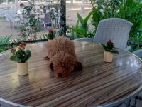 Toy poodle yavruları